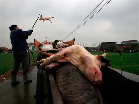 dead hogs in china